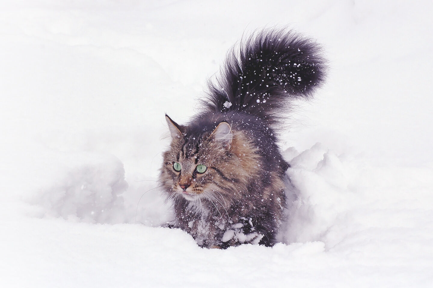 Katze bewegt sich durch tiefen, weißen Schnee. Der Hintergrund zeigt eine verschneite Landschaft. Die Katze hat langes, dunkles Fell und große, grüne Augen.