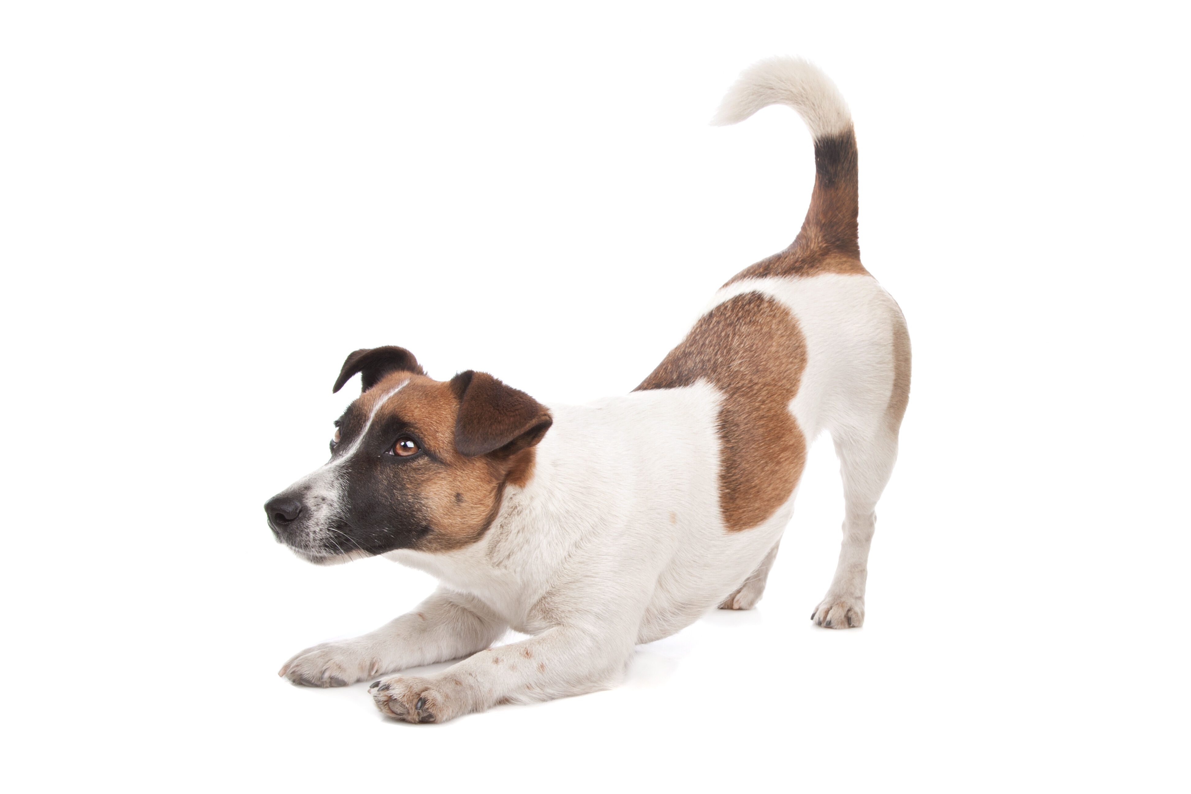 Jack Russell Terrier Futter