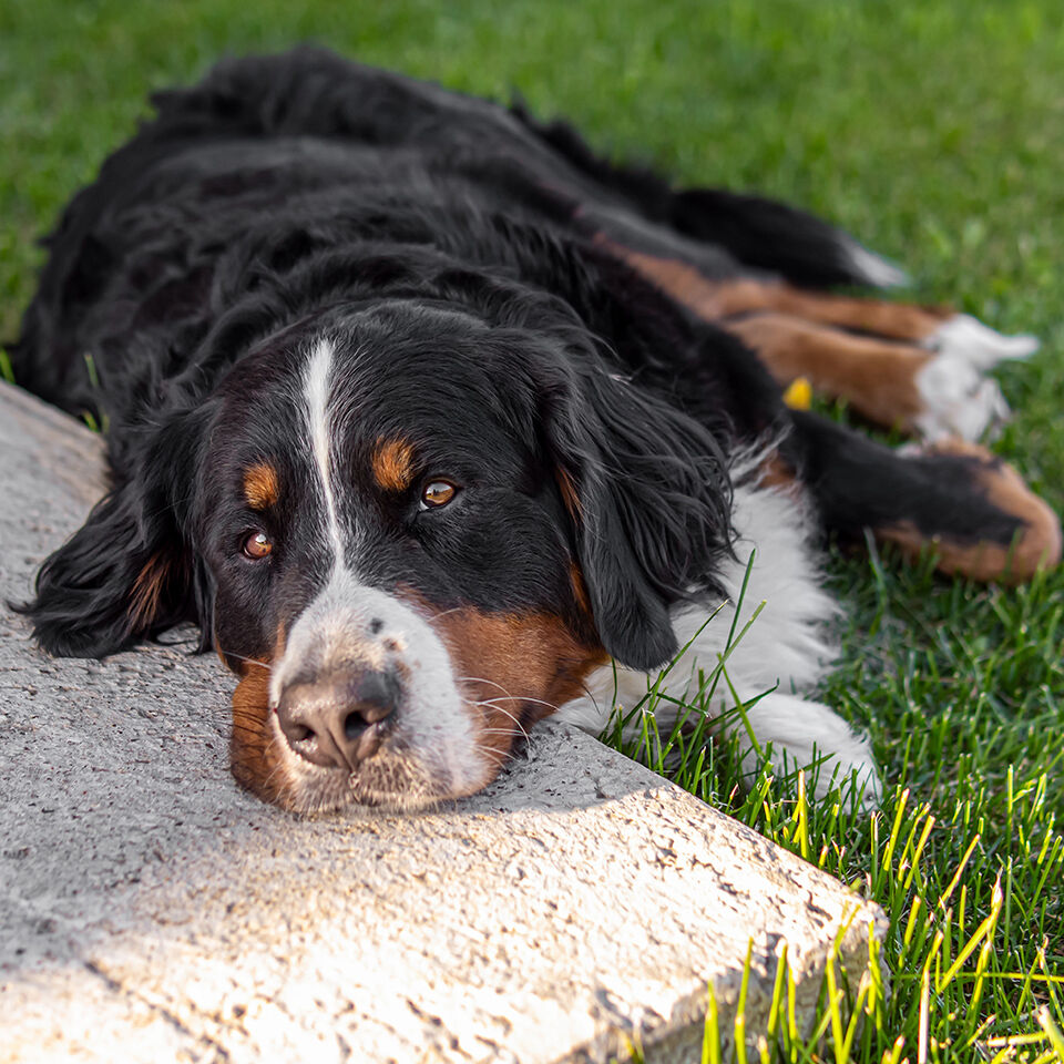 Ein Berner Sennenhund liegt im Garten