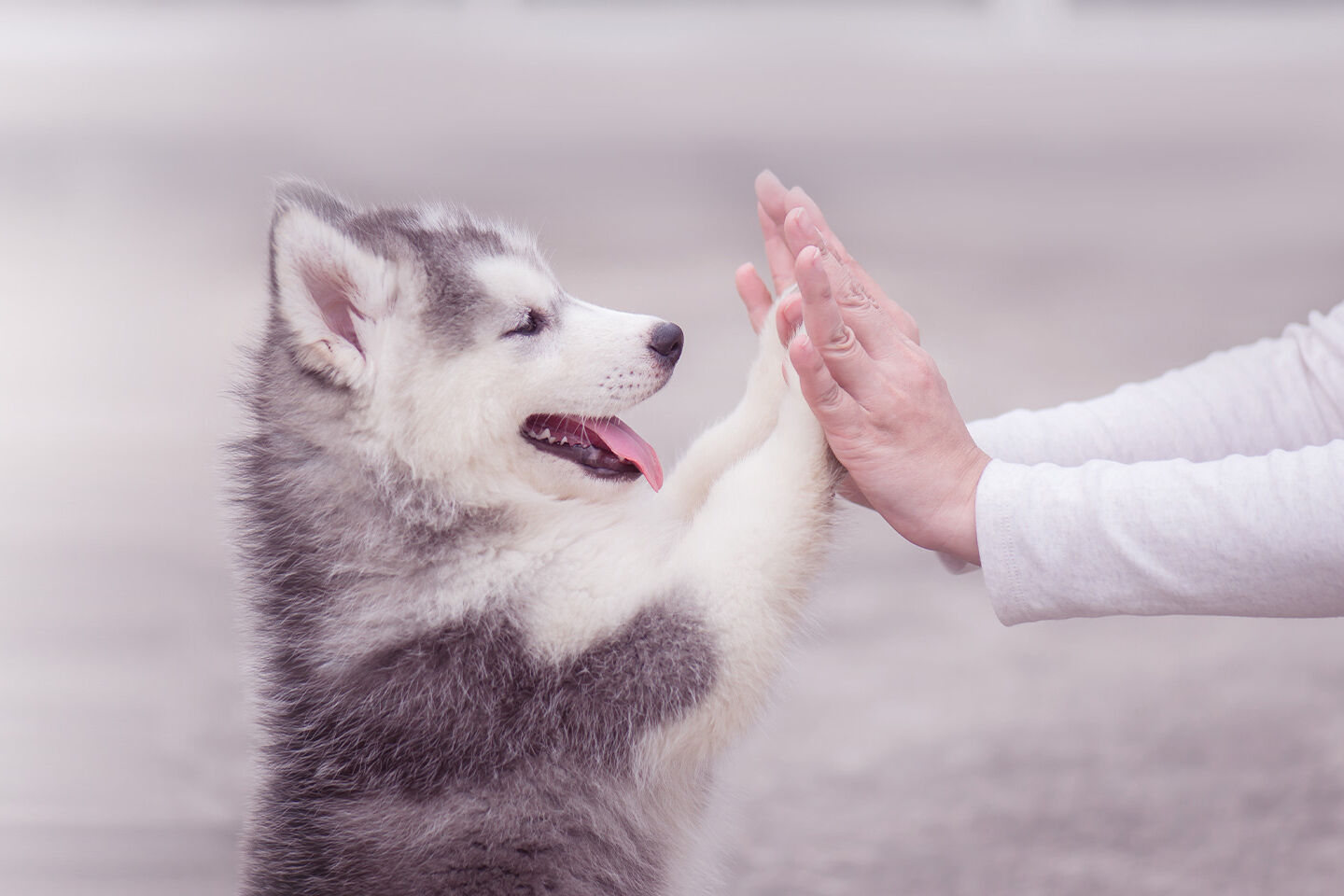 Ein junger Husky klatscht mit seinen Vorderpfoten die Hände von seinem Frauchen ab.