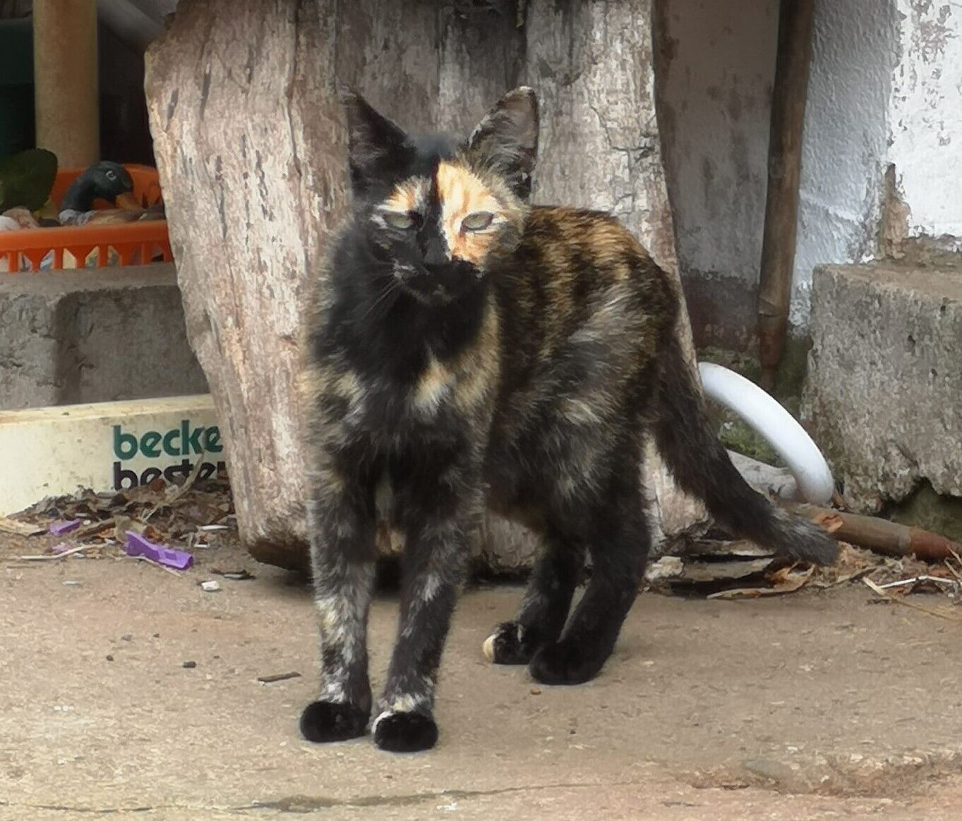 Wildlebende Katze auf einem verlassenen und verkommenem Grundstück