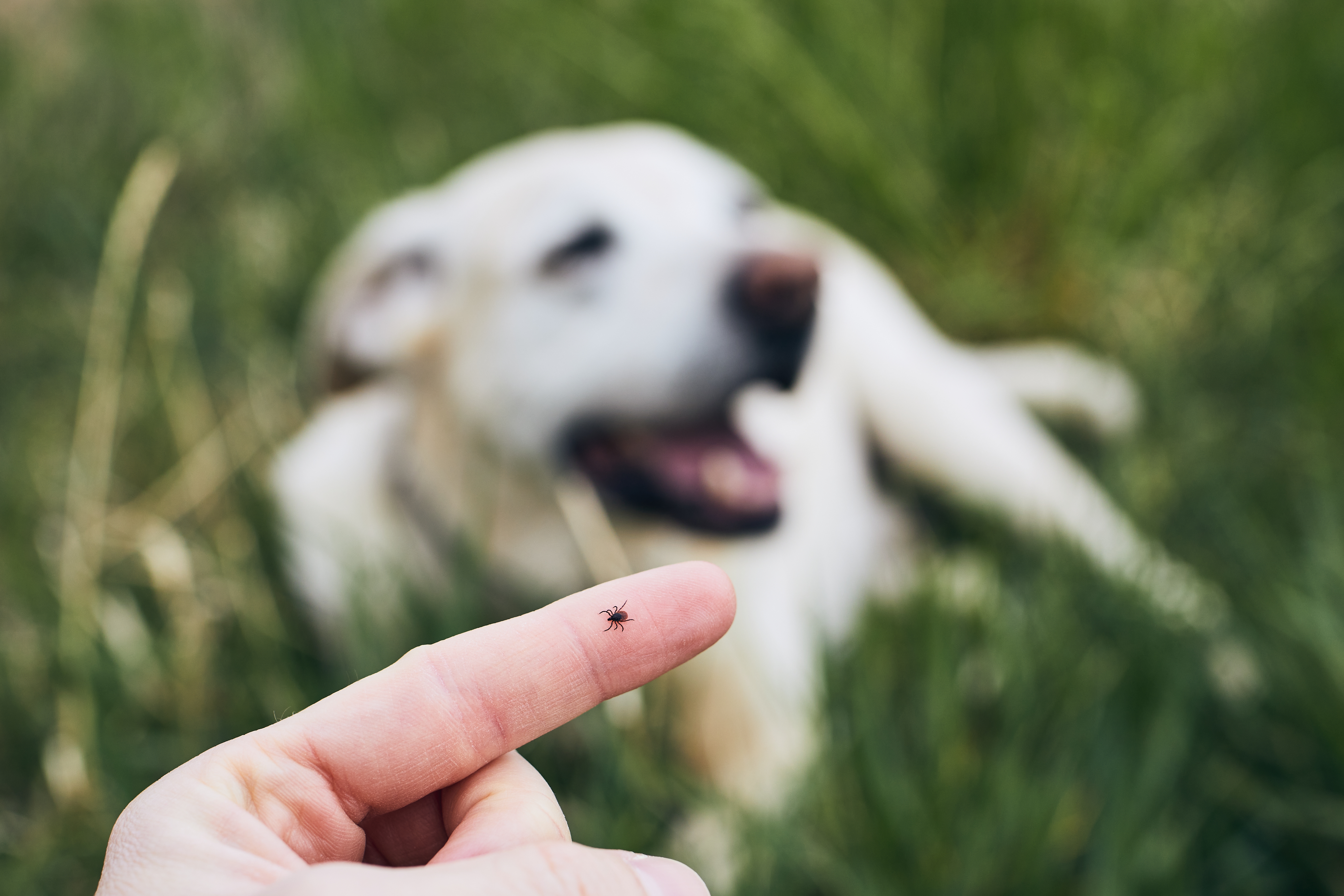 Ein Hund liegt in einer Wiese, vor ihm ist eine Hand zu sehen, worauf eine Zecke krabbelt.