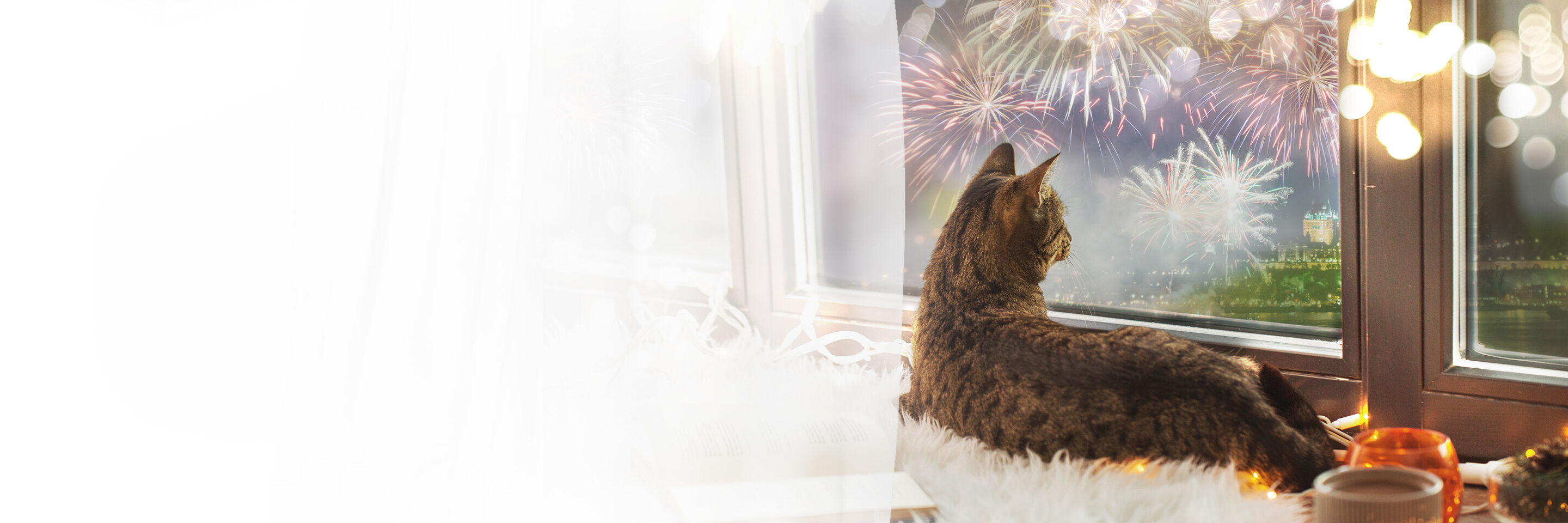 Katze liegt am Fenster und beobachtet das Silvester-Feuerwerk