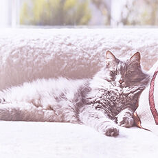 Eine Katze liegt auf dem Sofa und schaut in die Kamera.