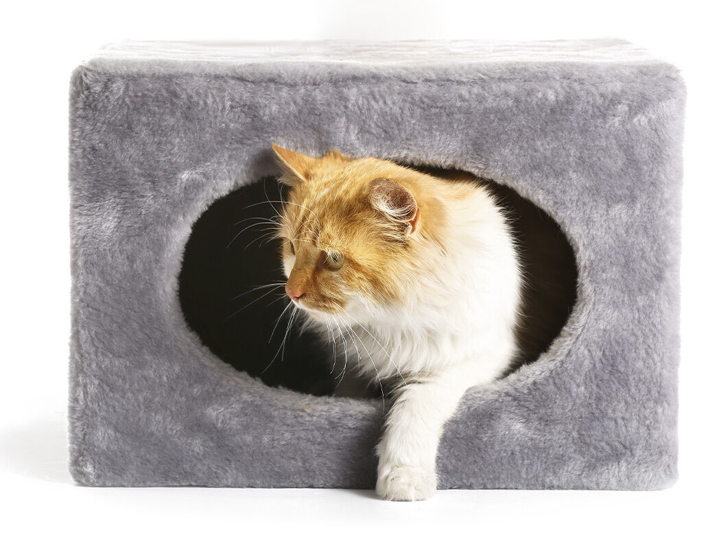Weiß-rote-Katze klettert vorsichtig aus Kratzbaumversteck