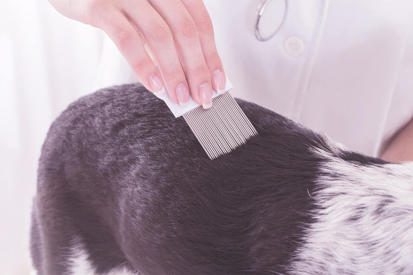 Das Fell eines Hundes wird mit einem Flohkamm bearbeitet