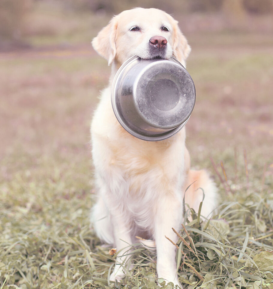Beiger Golden Retriever hält seinen Futternapf im Maul