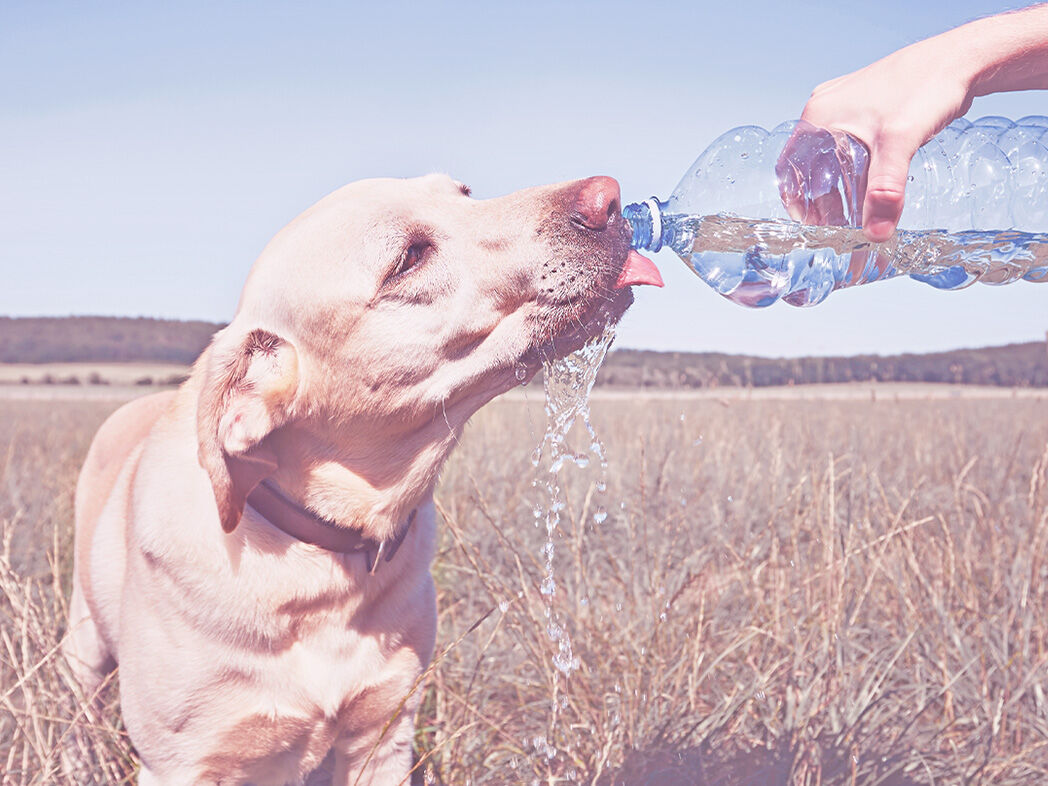 Labrador erhält beim Gassigang Wasser aus einer Plastikflasche zum Trinken angeboten