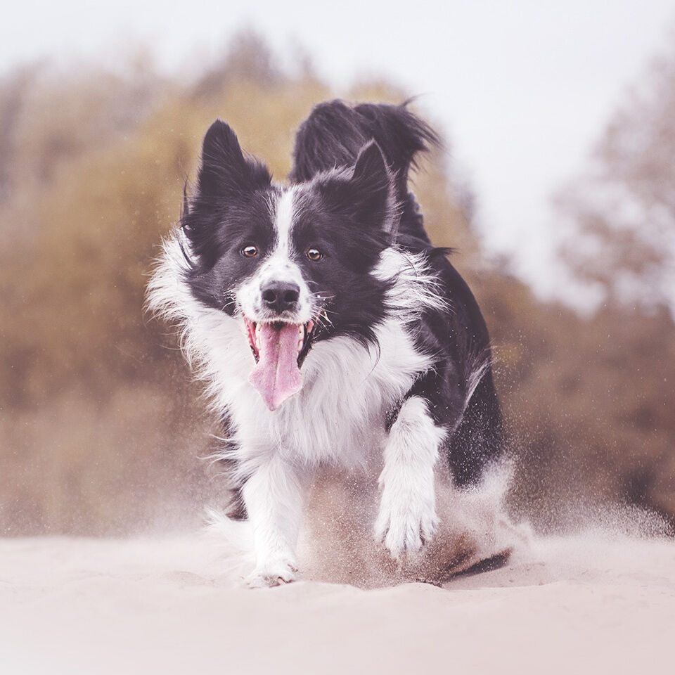 Ein Hund rennt im Sand auf die Kamera zu.