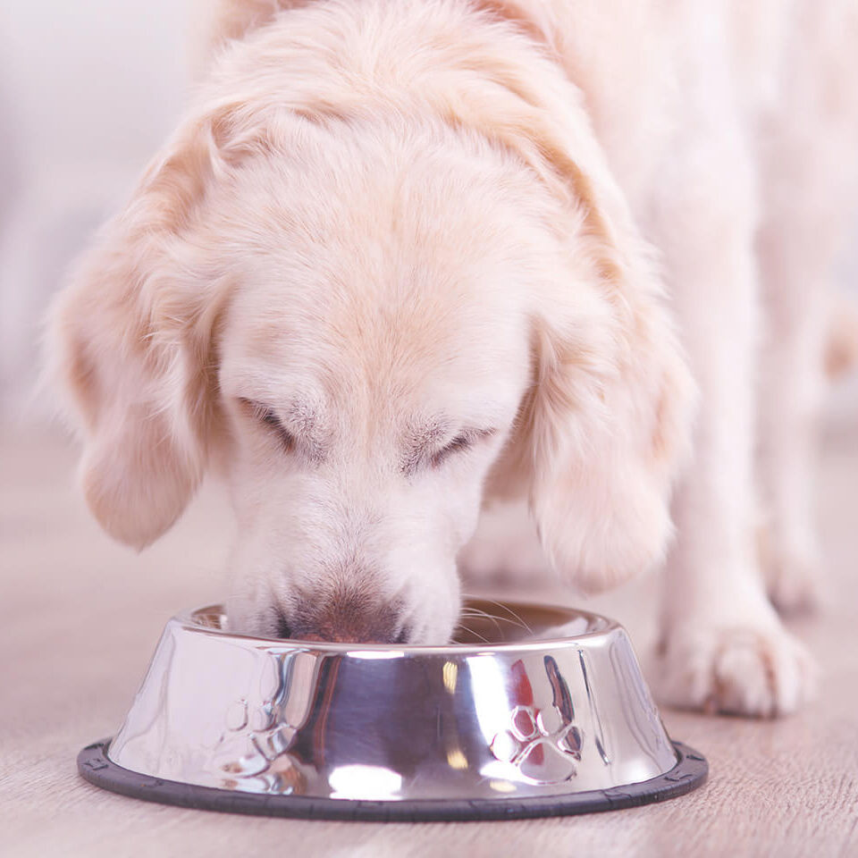 Ein Hund frisst aus einem Hundenapf Futter.