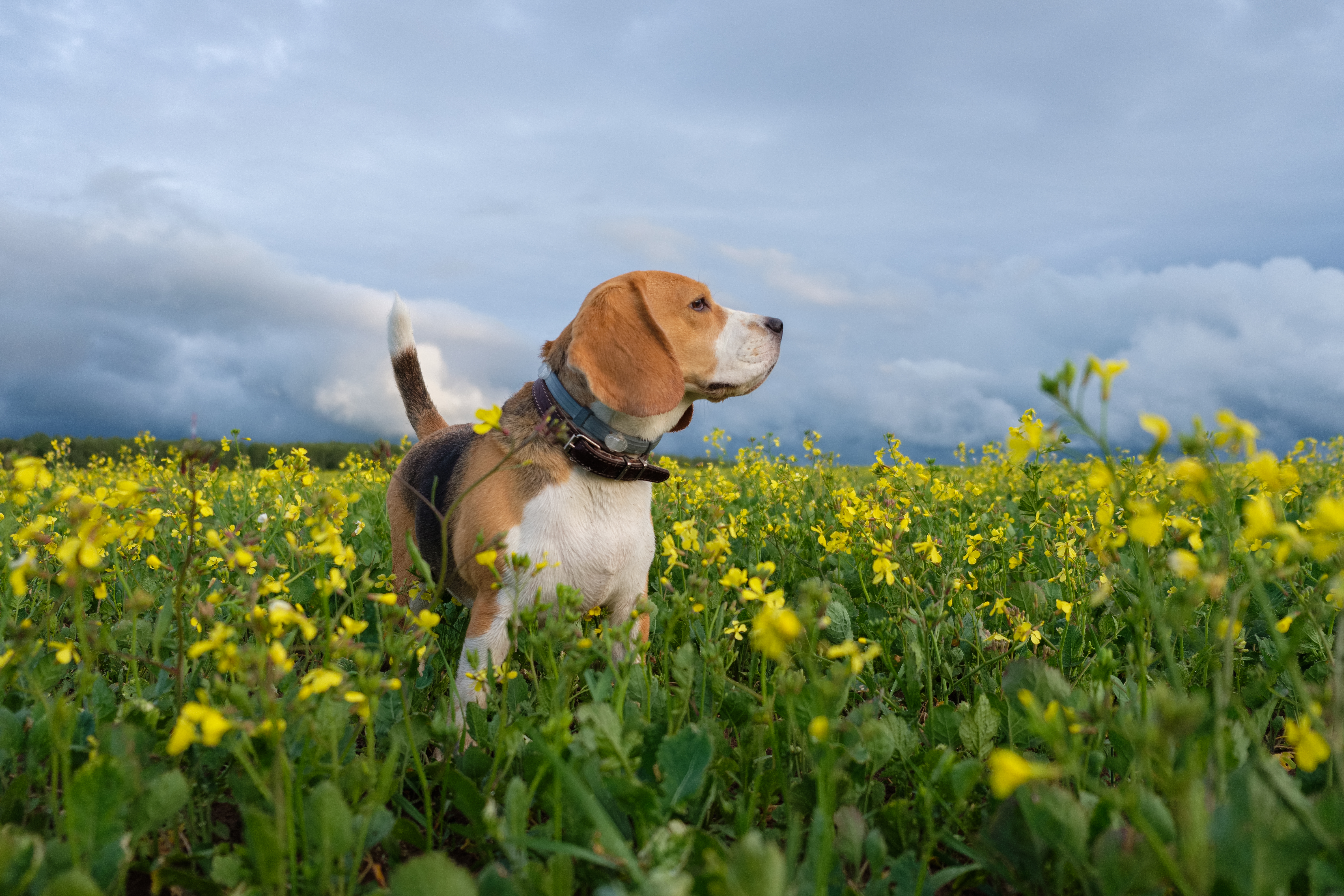 Ein Beagle Hund steht in einer gelben Blumenwiese und sieht sich um.