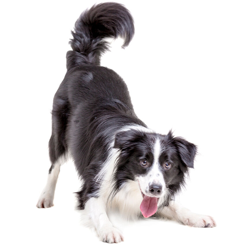 Ein schwarz-weißer Hund in verspielter Haltung mit herausgestreckter Zunge vor weißem Hintergrund. Happydog.