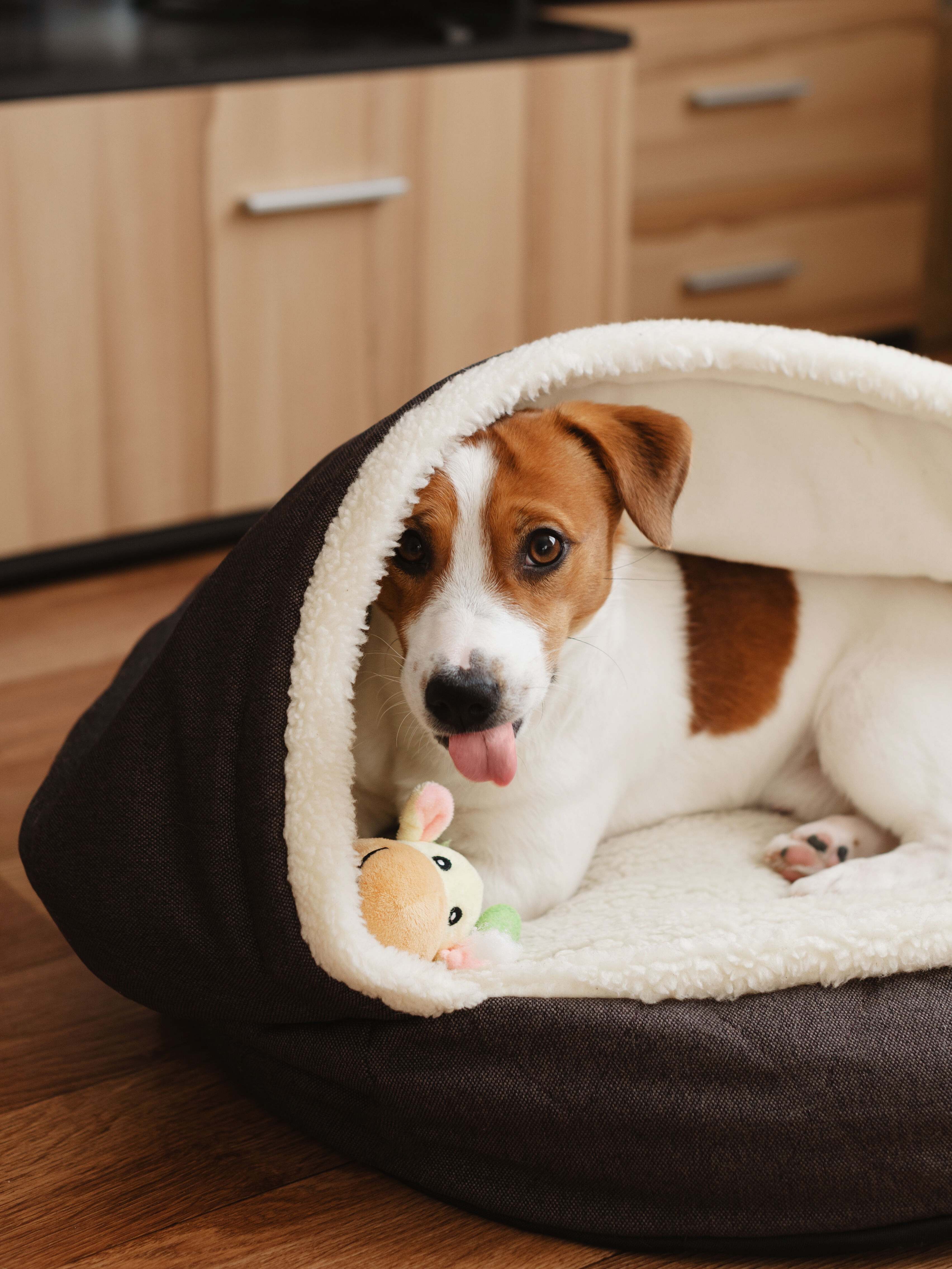 Liegender Jack Russel Terrier in einem dunkelbraunen Körbchen mit einem kleinen Spielzeug.