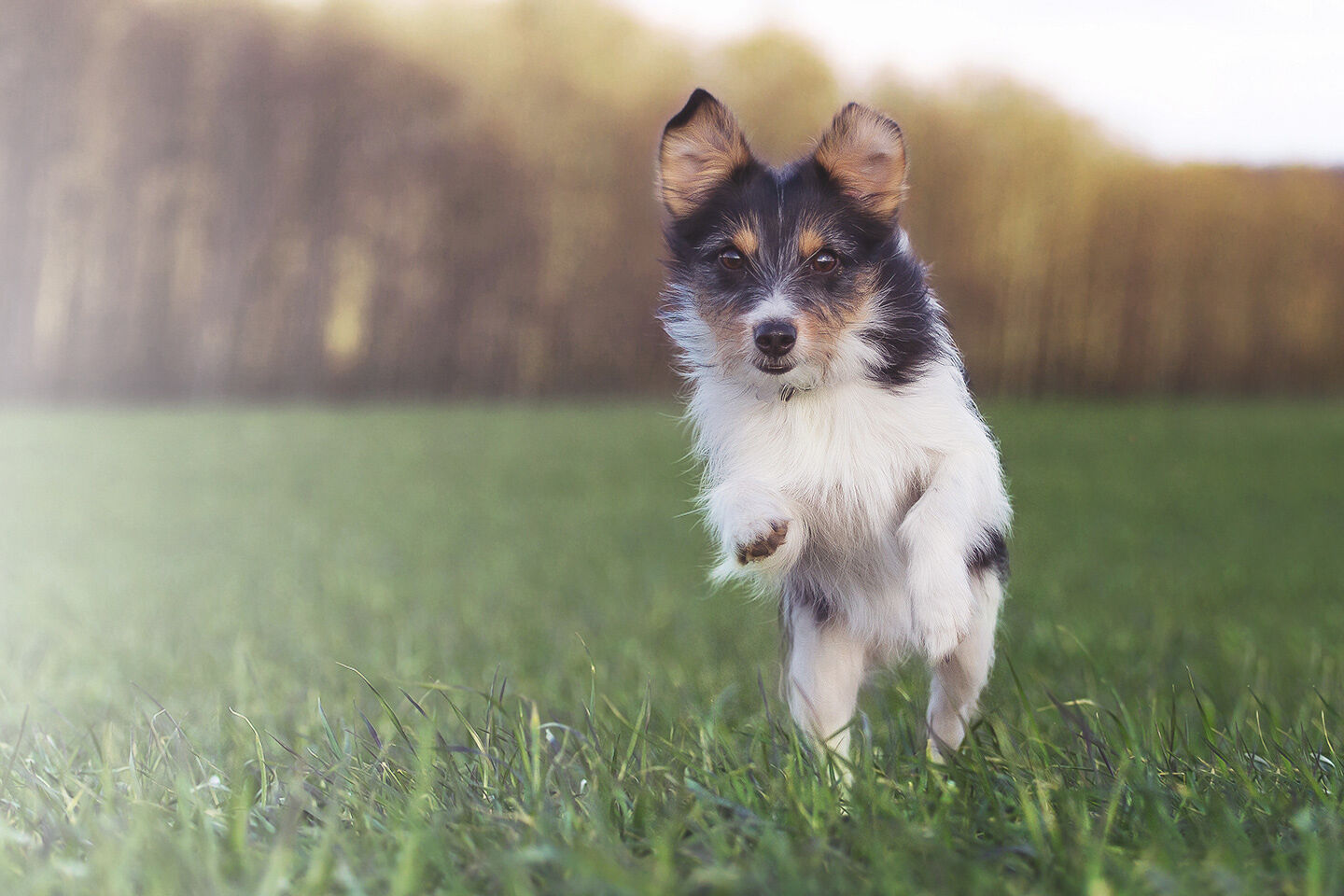 Ein kleiner Hund springt voller Freude durchs Gras