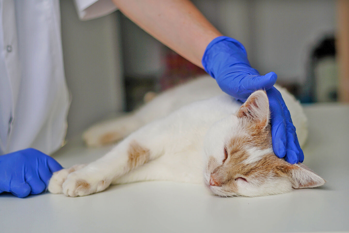 Eine kranke Katze beim Tierarzt