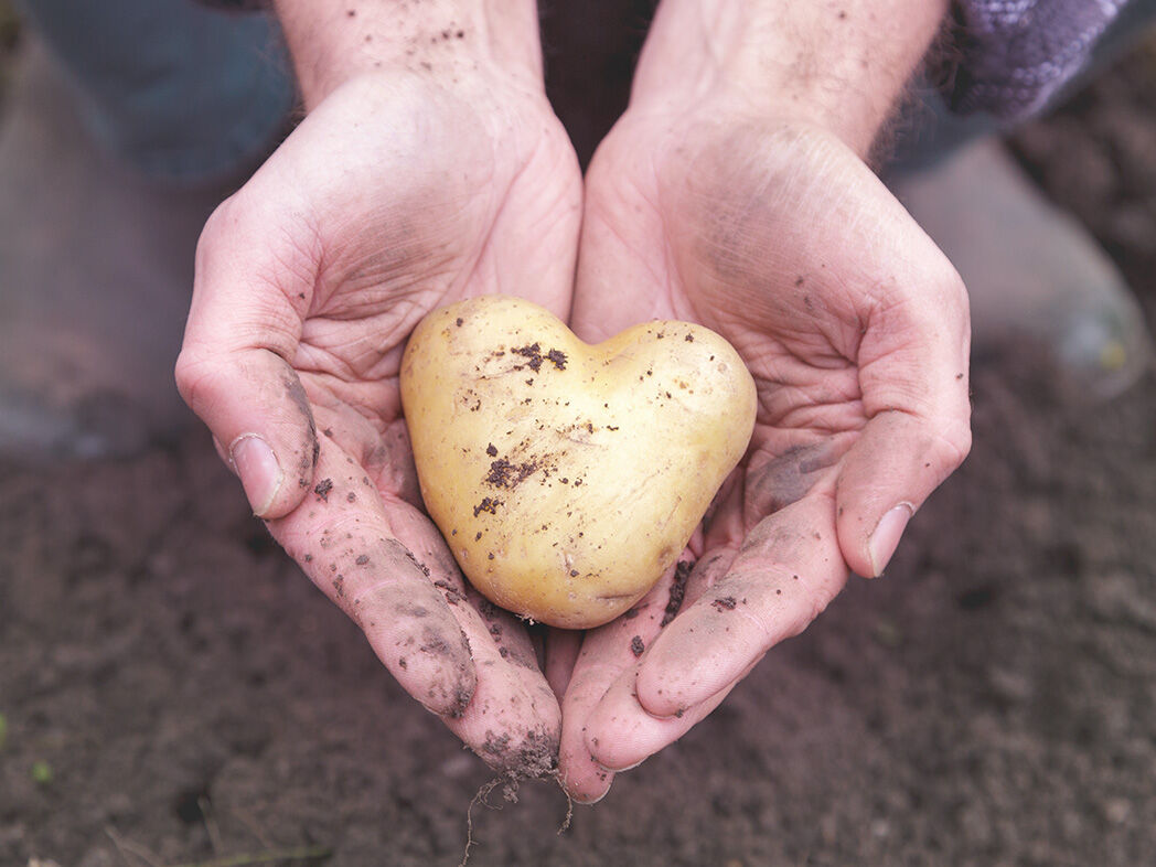 Eine Bäuerin zeigt direkt auf dem Feld bei der Ernte eine Herzkartoffel