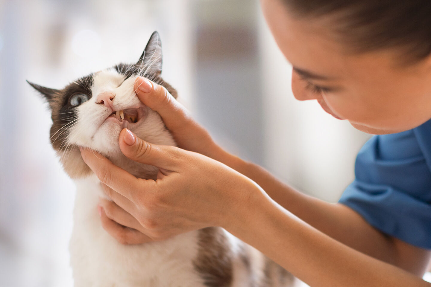 Eine Tierärztin kontrolliert Katzenzähne