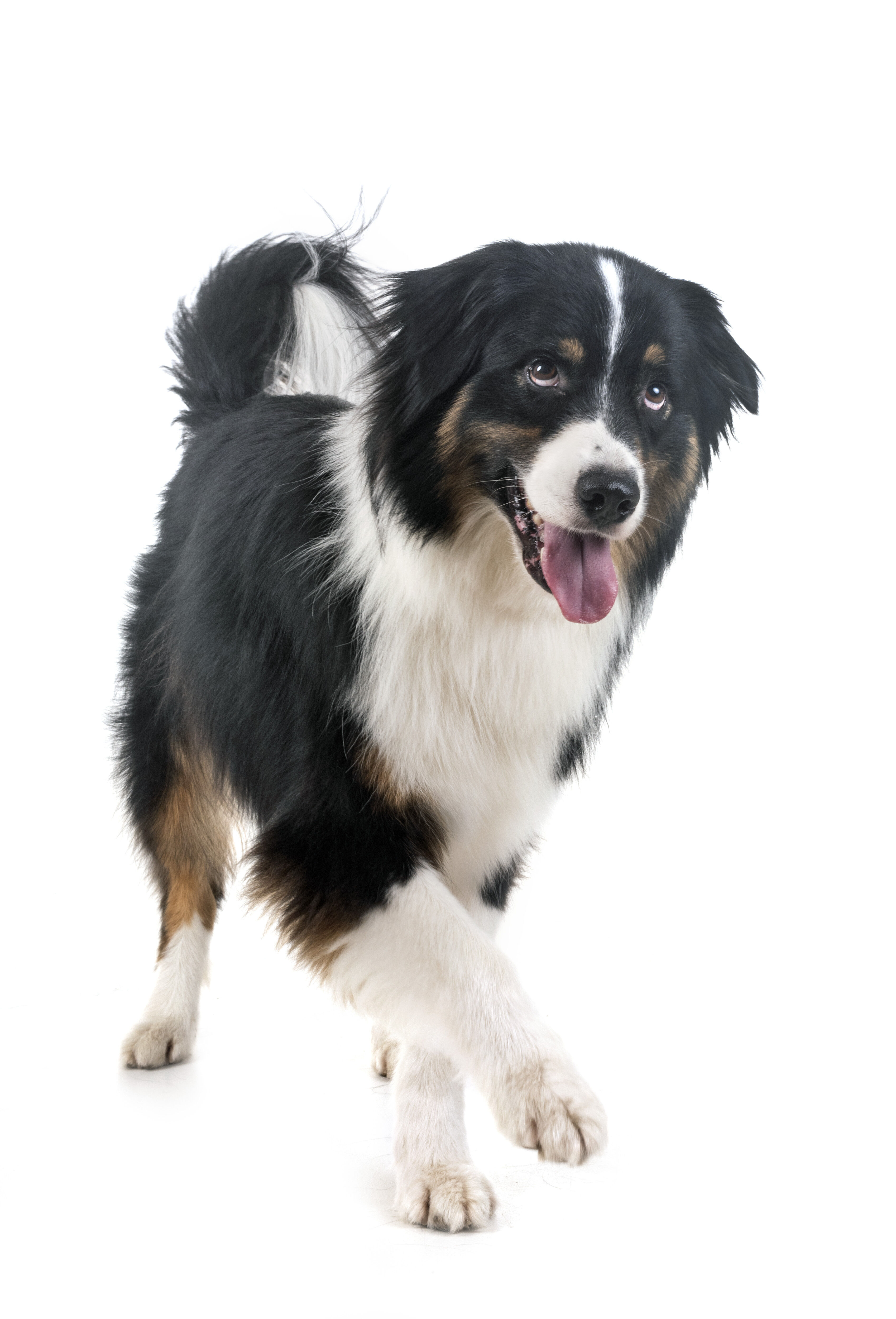 Ein dreifarbiger Australian Shepherd hebt ein Vorderbein bei geöffnetem Maul