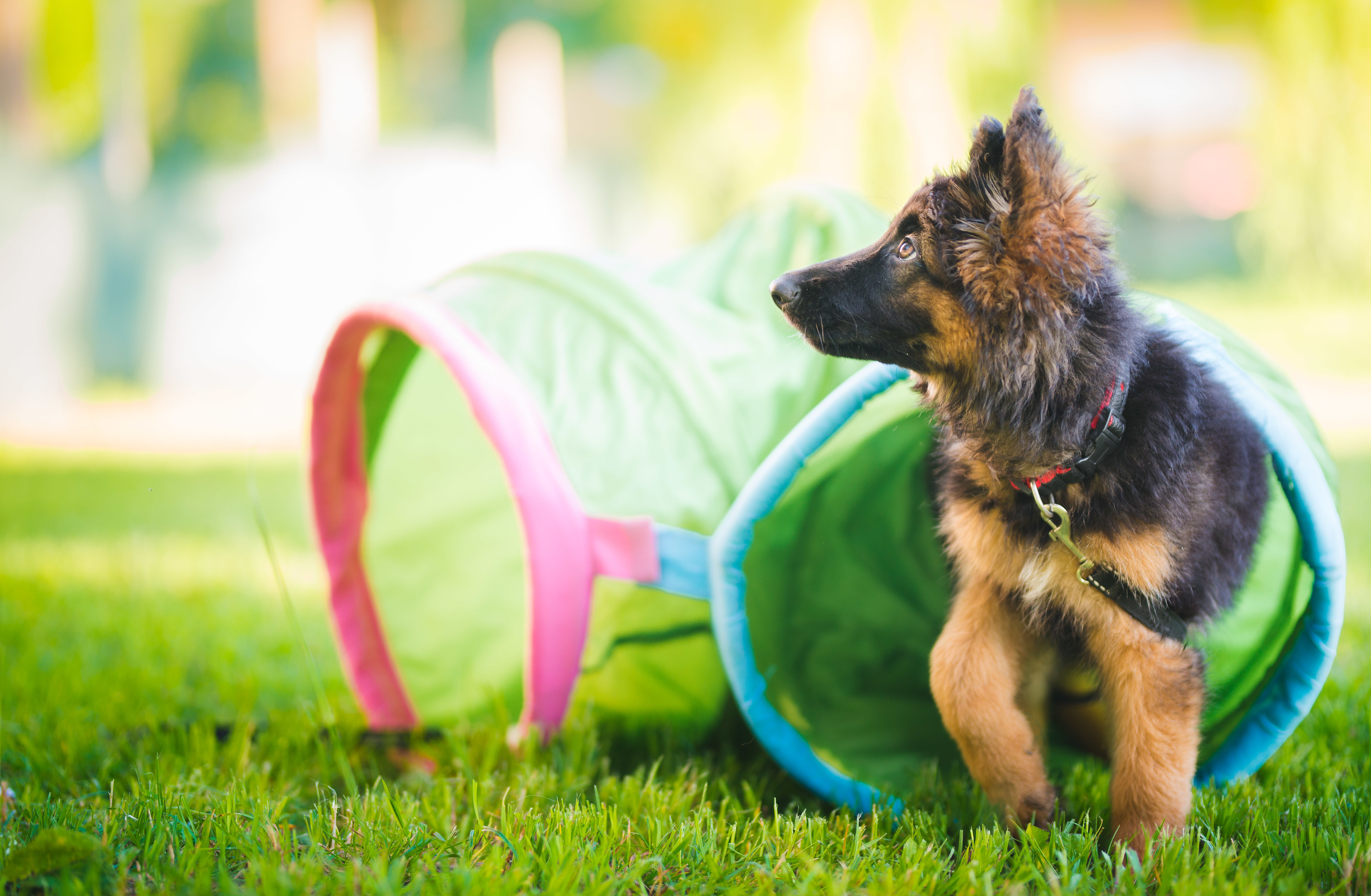 Schäferhundwelpe läuft durch einen Spieltunnel