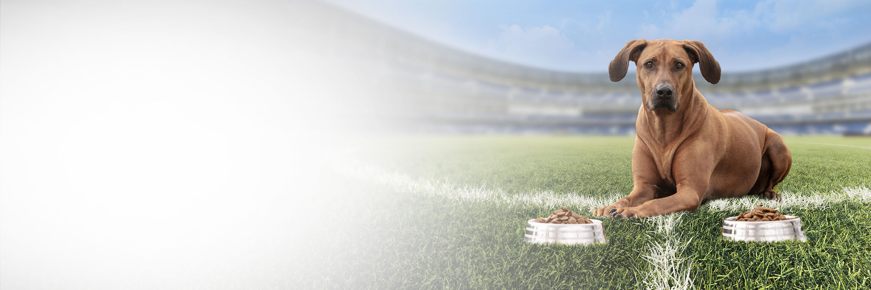 Braune Hündin Luma liegt auf einem Fußballfeld und vor ihr stehen zwei Futternäpfe