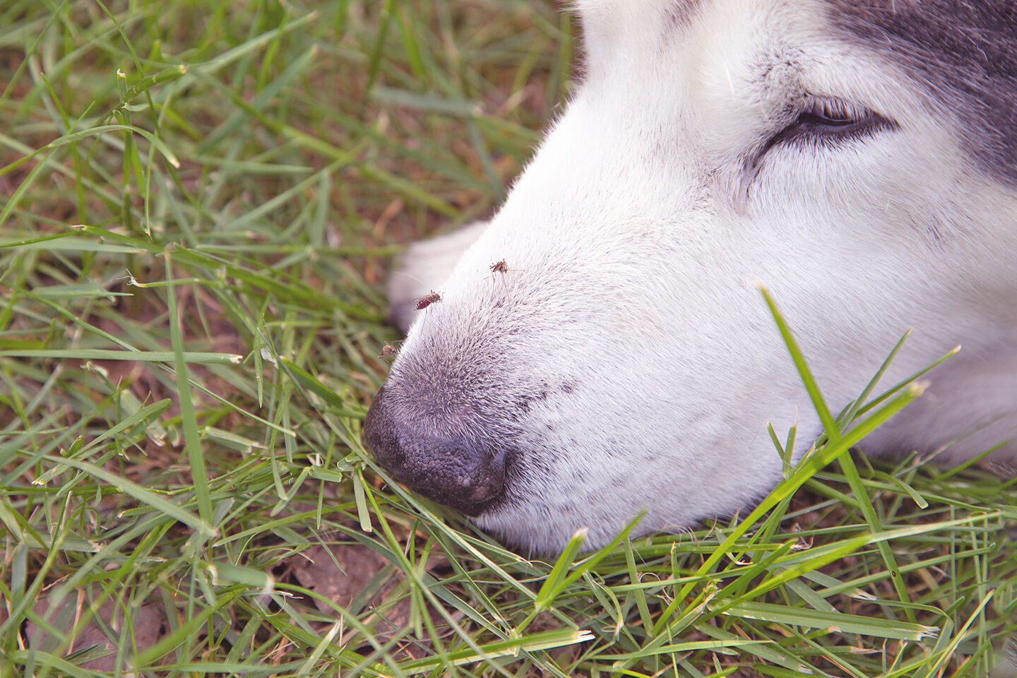 Eine Mücke sticht einen Husky in die Schnauze
