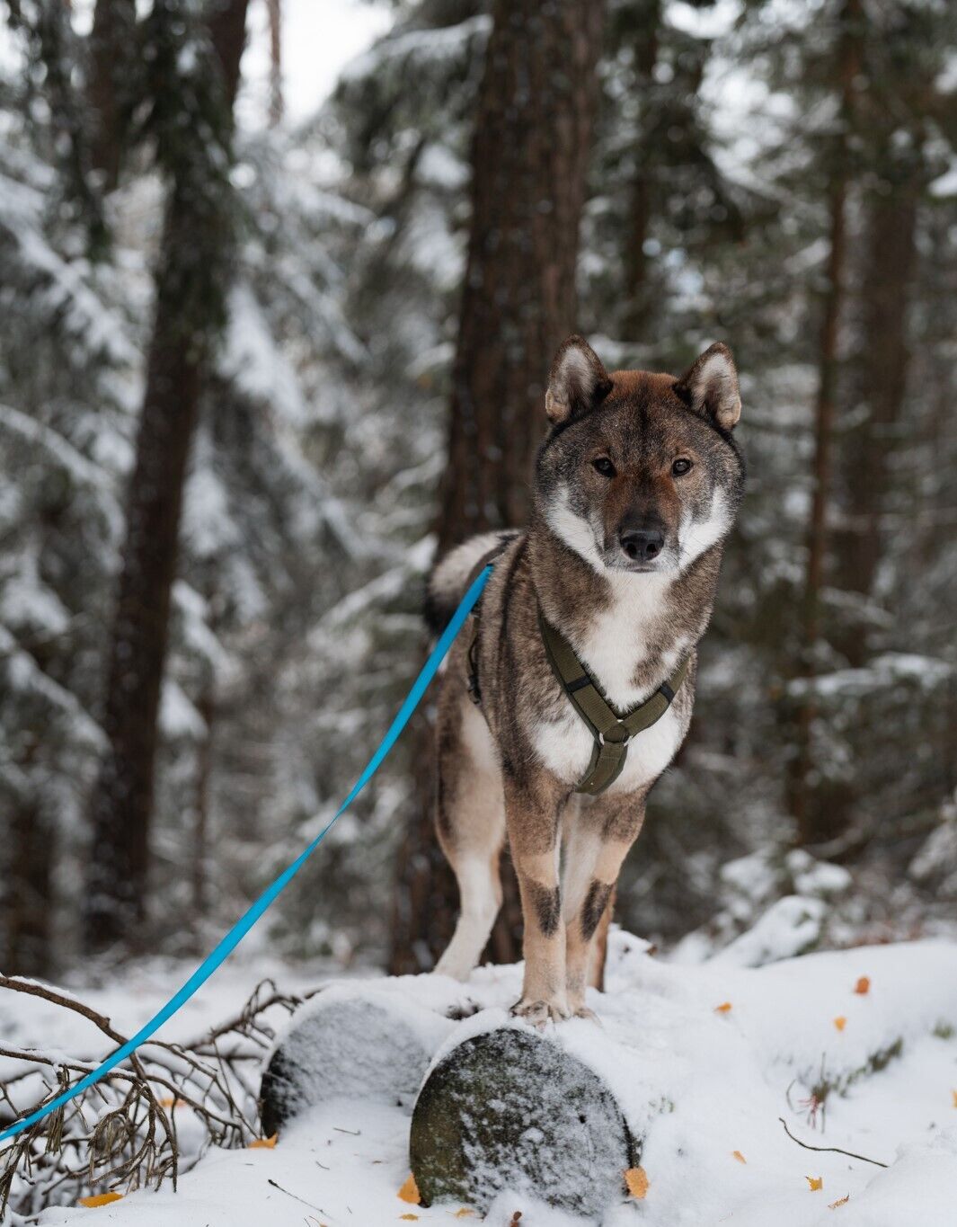 Ein Hund steht im Winter im Wald und ist an eine Schleppleine gebunden.