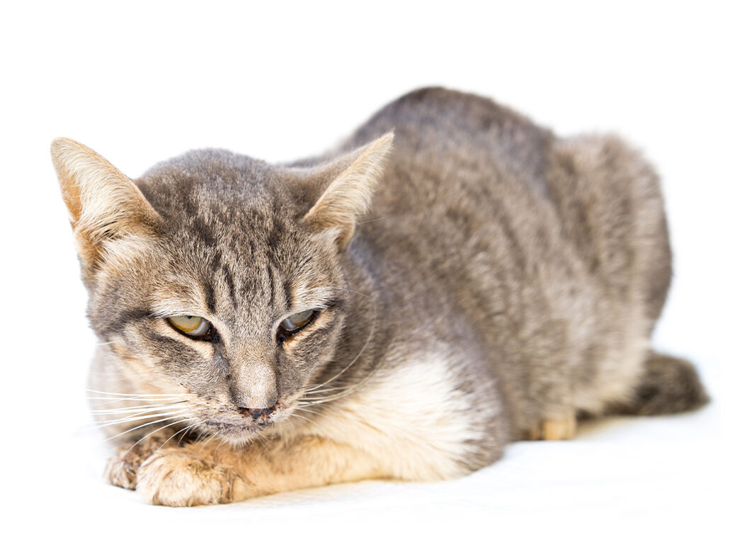 An Katzenschnupfen erkrankte Katze liegt mit halb geschlossenen Augen auf dem Boden