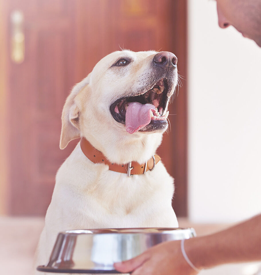 Beiger Labrador bekommt seinen Futternapf gereicht