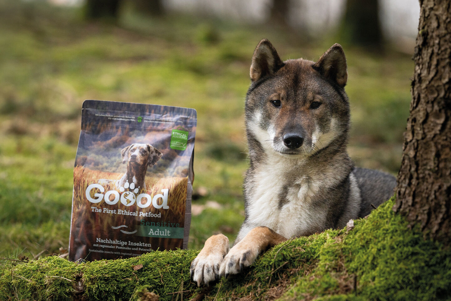 Ein Hund liegt neben einem Futtersack Goood auf einem Moos Boden.