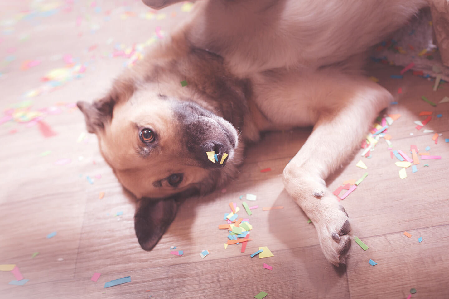 Ein Hund liegt bei einer Silvesterparty zwischen Konfetti auf dem Fußboden