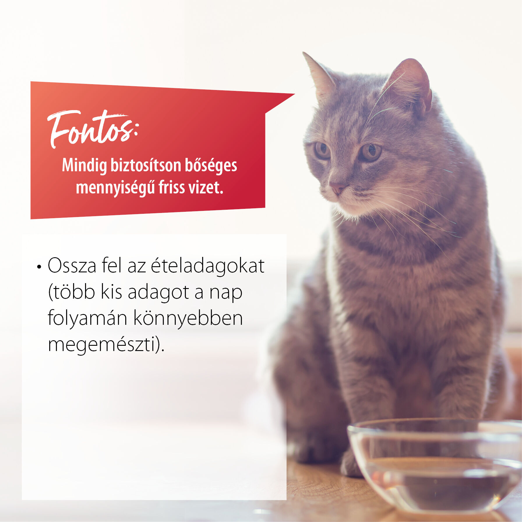 Eine Katze sitzt vor einer Schale mit Wasser. Daneben sind Tipps bei Hitze für Katzen aufgelistet.