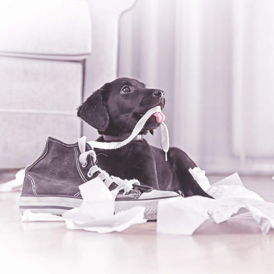 Ein kleiner schwarzer Hund kaut an einem Schnürsenkel eines Schuhs.