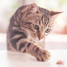 Eine Katze versucht ein Leckerli vom Tisch zu holen.