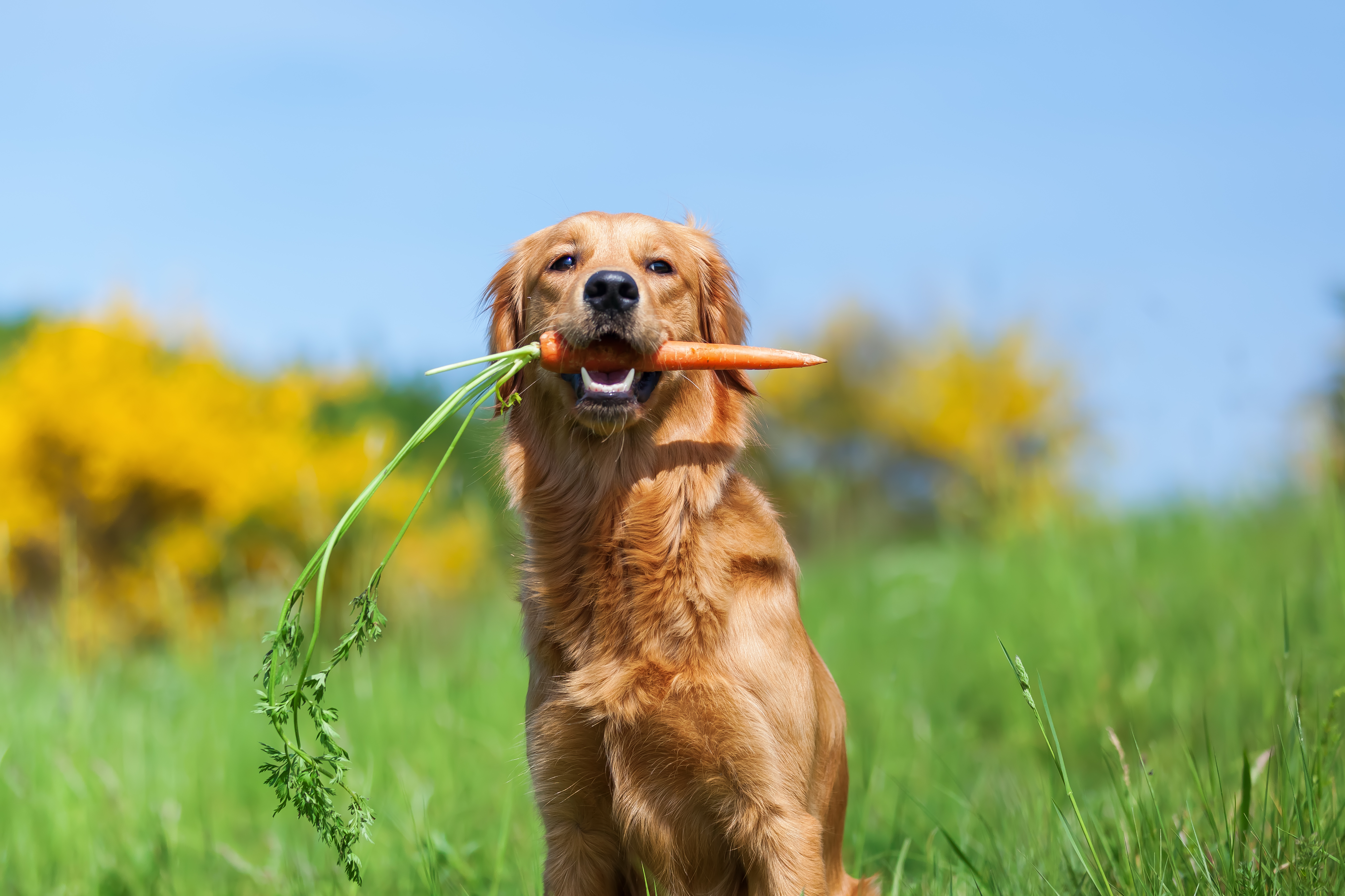 Golden Retriever aus einer Wieser mit einer Karotte im Mund.