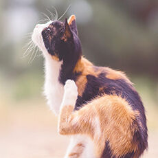 Eine Katze sitzt im Freien und kratzt sich mit ihrer Pfote.