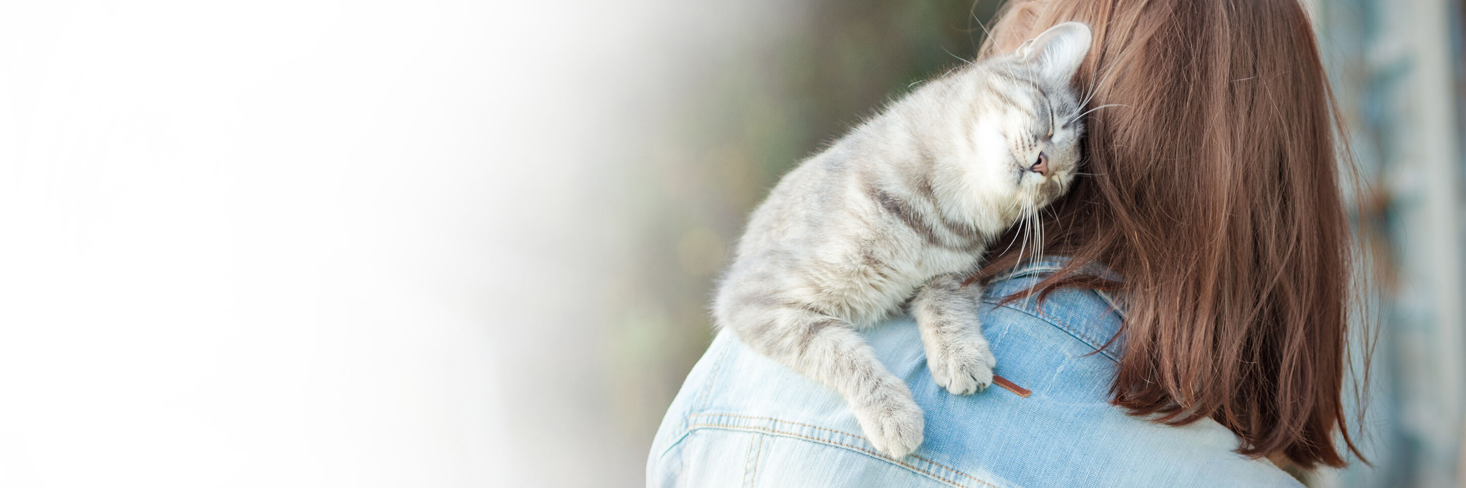 Graue Katze schmiegt ihren Kopf an den Hals ihres Frauchens