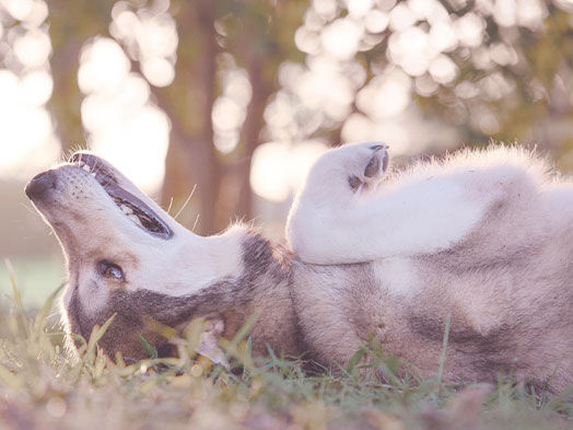 Husky liegt im Sommer auf einer Wiese auf dem Rücken und sonnt sich