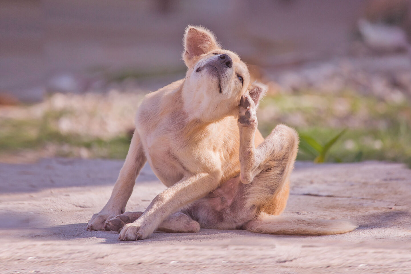 Ein kleiner Hund mit Flohbefall kratzt sich