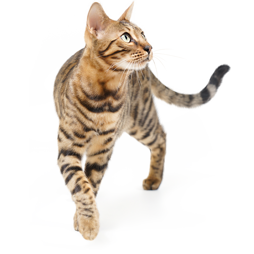 Eine getigerte Katze geht auf einem hellen Untergrund. Sie schaut aufmerksam in die Ferne.