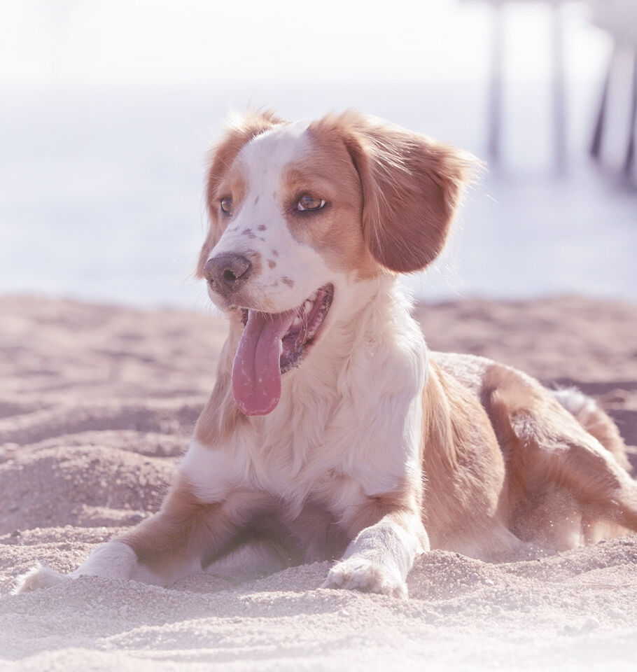 Ein Mischlingshund liegt am Meer im Sand.