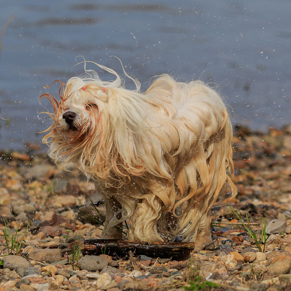 Ein langhaariger mittelgroßer Hund schüttelt sich