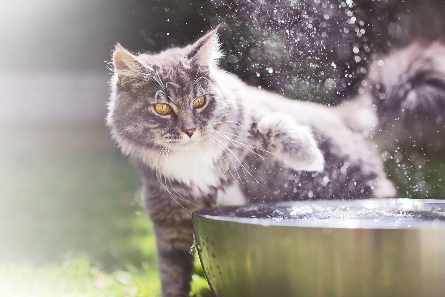 Eine Katze taucht ihre Pfote in eine Schüssel voller Wasser.