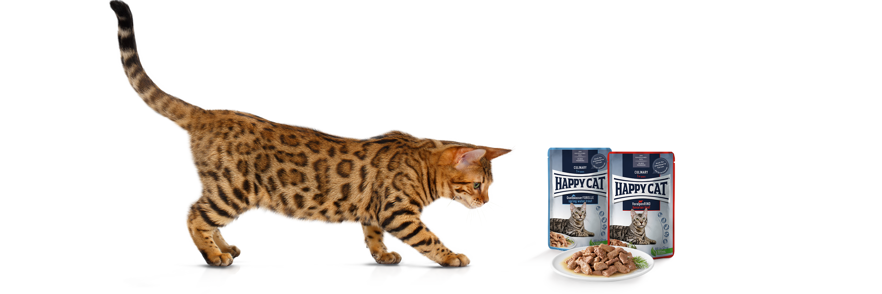Bengalkatze nähert sich langsam einem Teller mit Happy Cat Meat in Sauce Nassfutter darauf