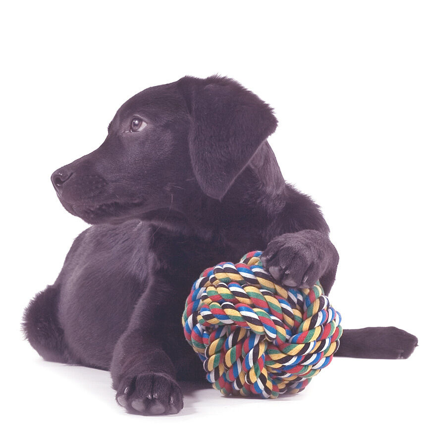 Schwarzer Labradorwelpe liegt auf dem Boden mit einem Spielball unter seiner linken Pfote
