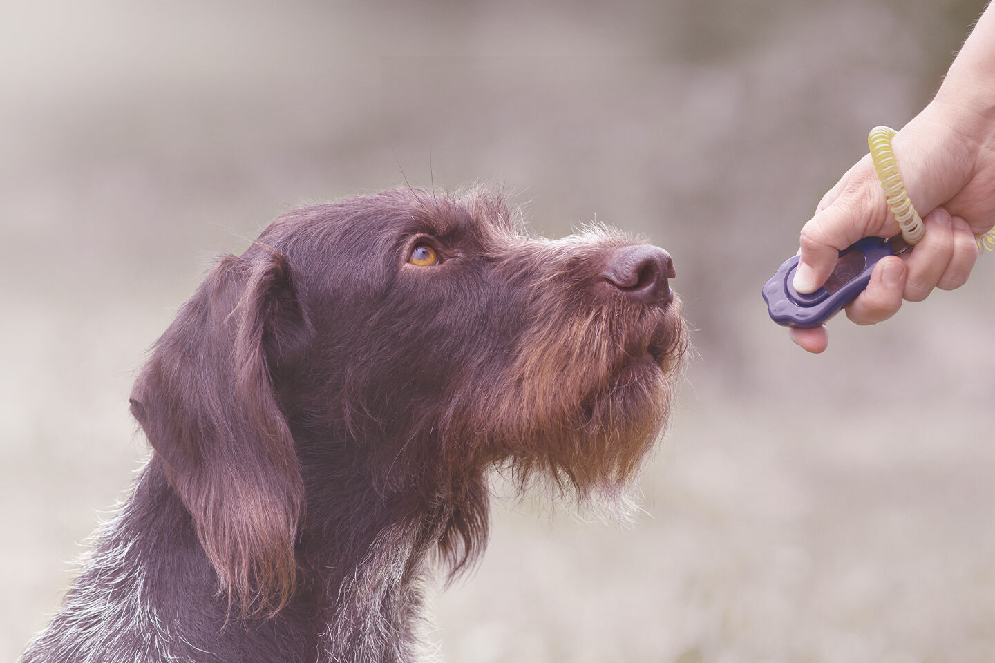 Jagdhund beim Clickertraining