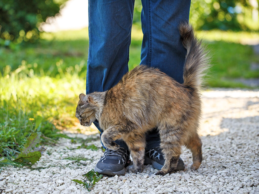 Rolligkeit bei der Katze - Happy Cat Rolligkeit bei der Katze - Happy Cat