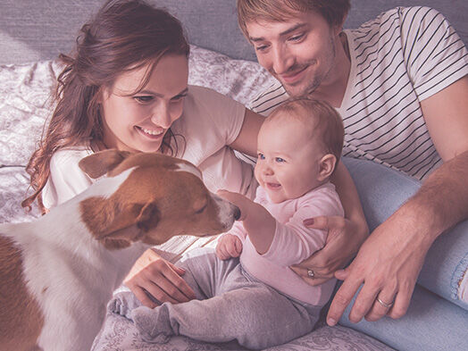 Eine junge Familie mit Baby liegt gemeinsam im Bett und der Familienhund kommt ans Bett und wird vom Baby gestreichelt.