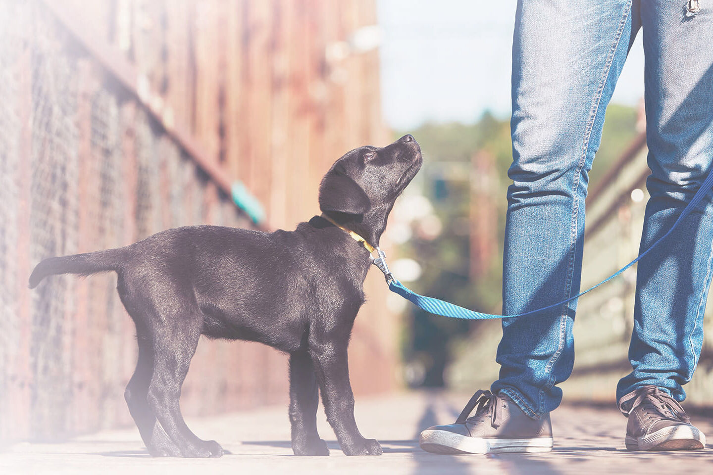 Schwarzer Labradorwelpe lernt Gassigehen an der Leine