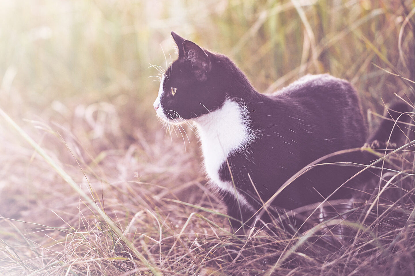 Weiß-schwarze Katze streunt durch Wiesen und Felder