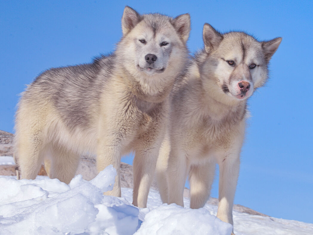 Zwei Wolfshunde stehen auf einem Hügel im Schnee